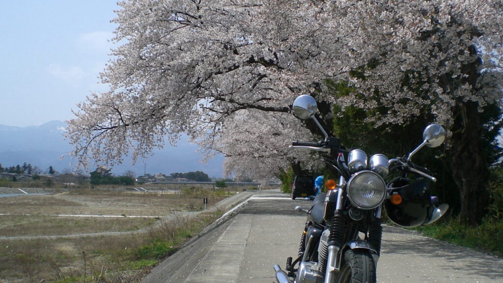 桜が咲く季節のバイク