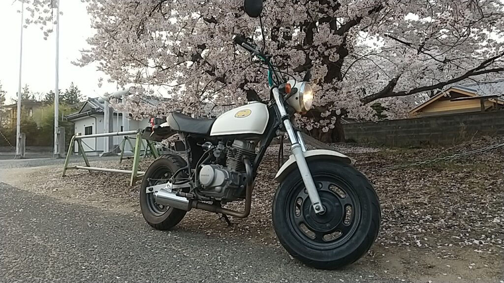 桜の花とエイプ50